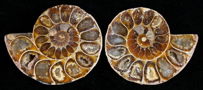 Small Desmoceras Ammonite Pair #5298